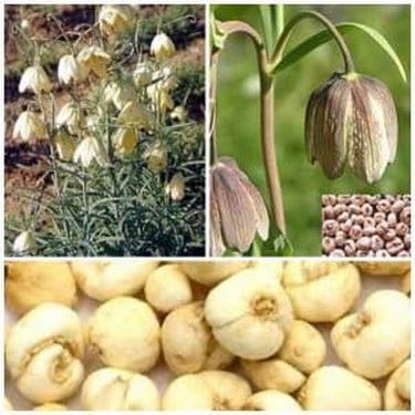 Bối mẫu là vị thuốc trị mụn nhọt giai đoạn hóa mủ.