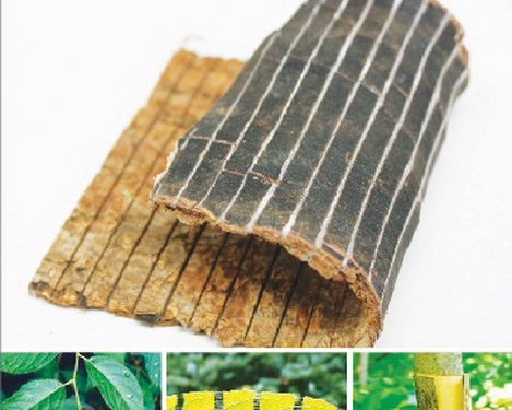 Đỗ trọng (vỏ thân đã phơi hoặc sấy khô của cây đỗ trọng) tác dụng bổ can thận, mạnh gân cốt, an thai.