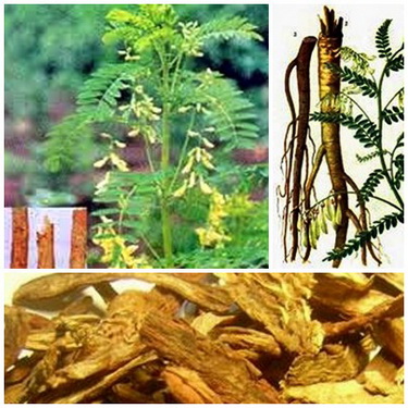 Cây và vị thuốc hoàng kỳ.