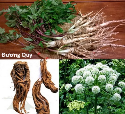 Đương quy là vị thuốc trong bài “Quyên tý thang”gia giảmtrị viêm khớp dạng thấp, biểu hiện đau các khớp phần trên cơ thể, khớp bàn tay, cổ tay sưng đau nhiều.