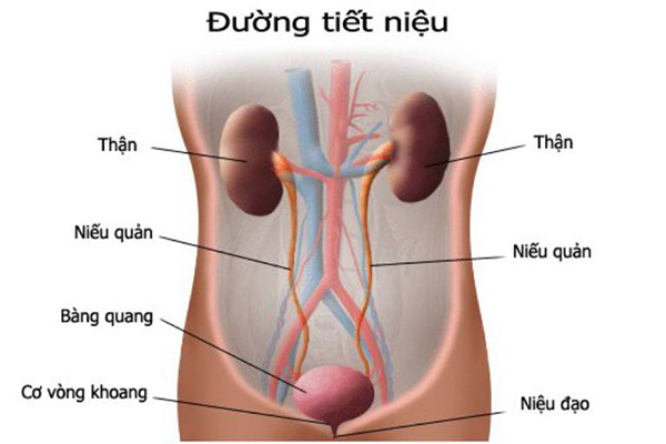 Viem duong tiet nieu anh huong chu yeu den phu nu, dau la nguyen nhan, trieu chung va cach dieu tri?