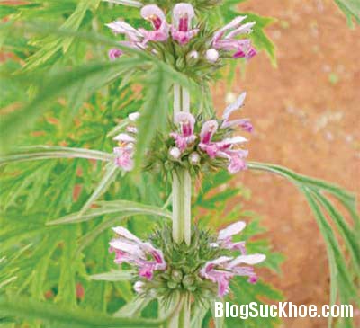 ich mau Bài thuốc chữa chứng đau bụng sau sinh