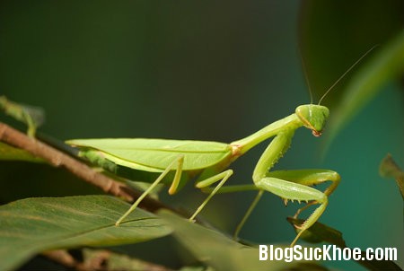 bo ngua Bọ ngựa và tang phiêu tiêu làm thuốc