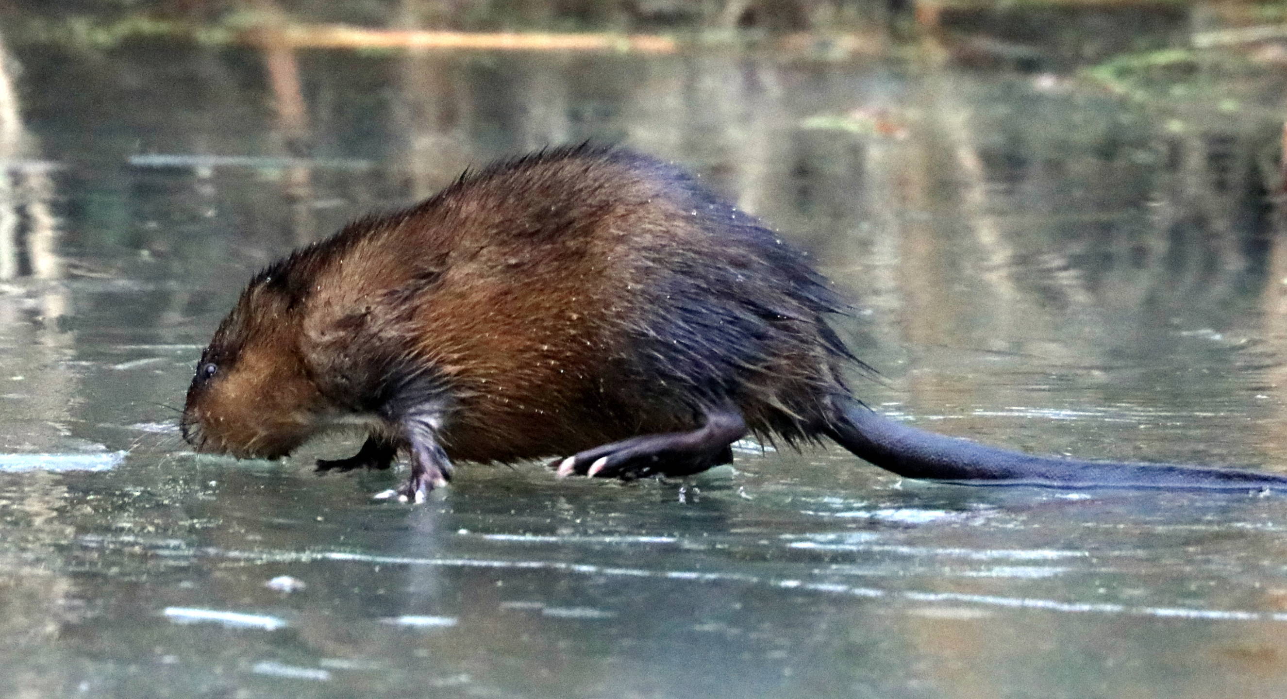 Muskrat Removal