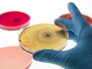 o-HEALTHY-BACTERIA-facebook