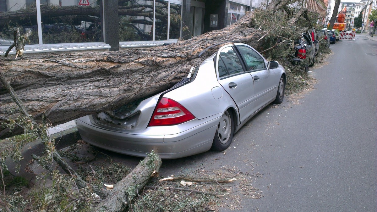 Auto uvězněné pod padlým stromem.
