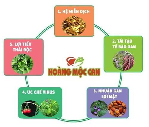 Công dụng thuốc bổ gan Hoàng Mộc Can