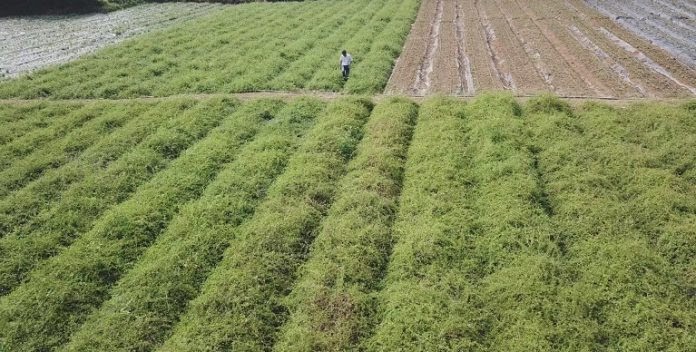 Vườn dược liệu tại Con Cuông Nghệ An được chăm sóc theo chuẩn GACP
