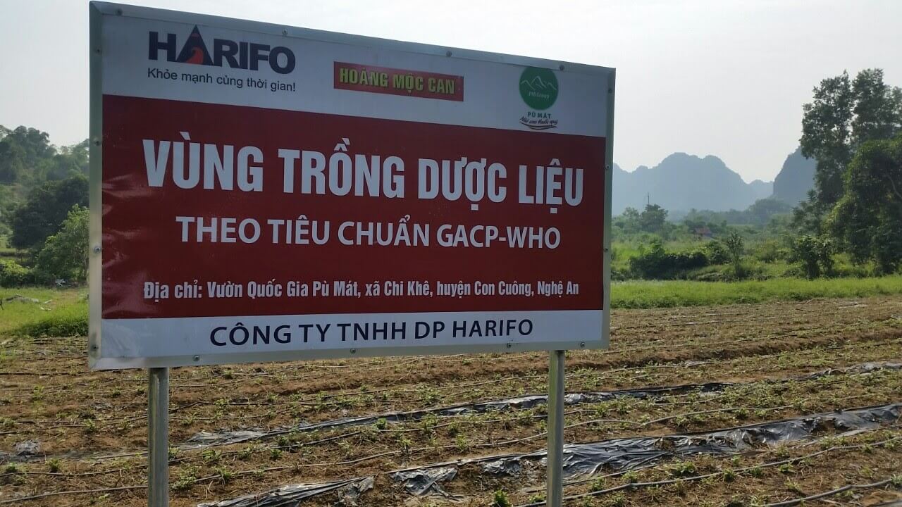 Những dược liệu trong Hoàng Mộc Can đều được trồng từ Vùng dược liệu theo chuẩn GACP-WHO