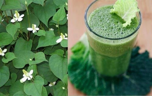 Cách hạ sốt nhanh cho trẻ bằng rau diếp cá