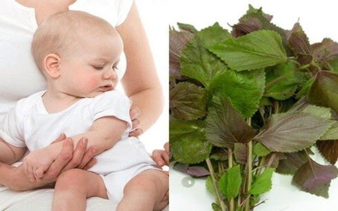 Cách hạ sốt nhanh cho trẻ bằng lá tía tô