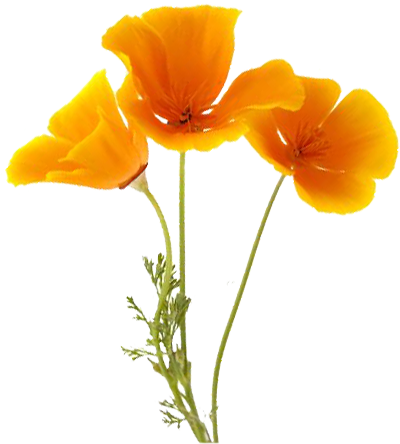 california poppy