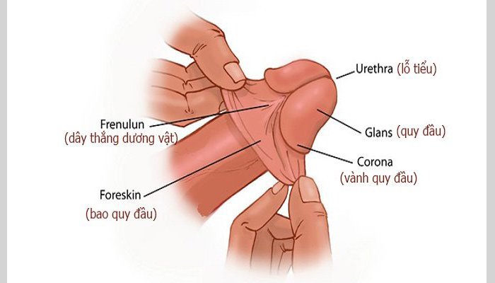 Cắt bao quy đầu là gì?