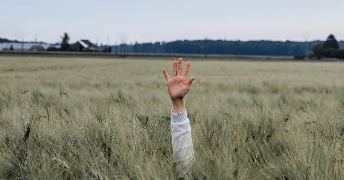 person reaching their hand out in a field of long grass