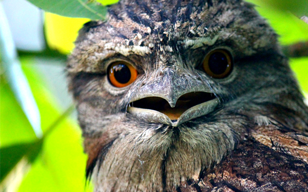 Tawny frogmouth