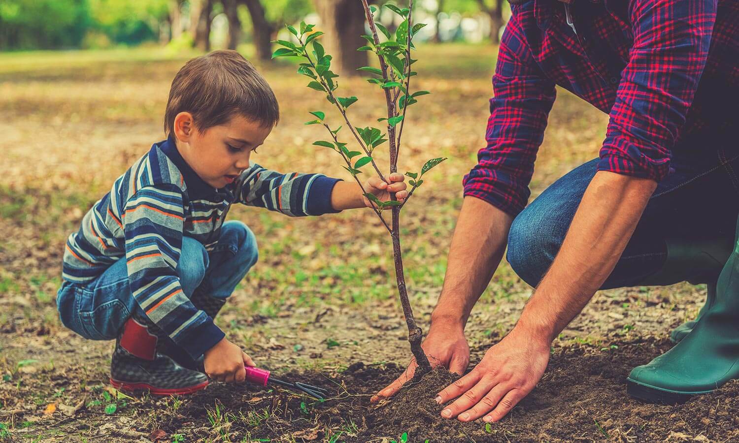 Plant a native tree