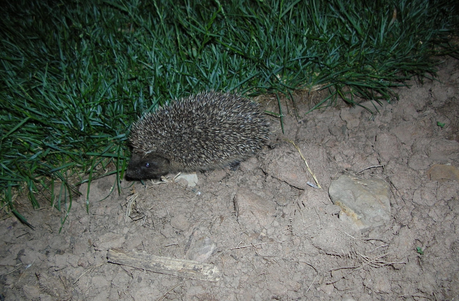 Help for hedgehogs