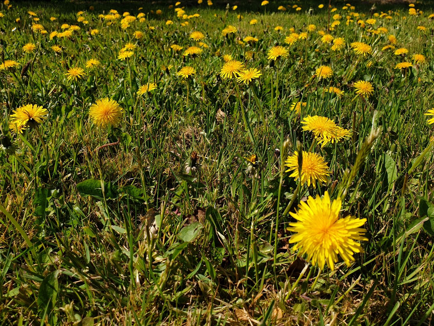 No Mow May