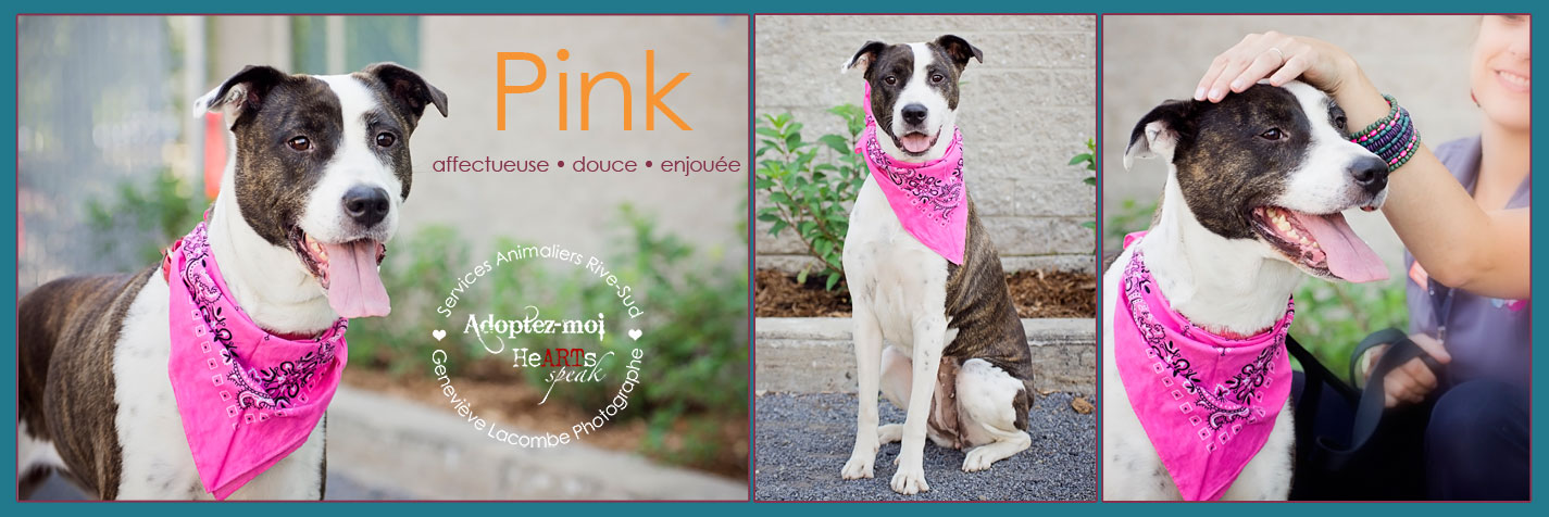 Photo chien Pitbull à l'adoption Proanima