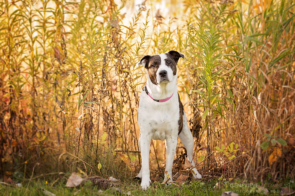 Photo chien Pitbull dans un parc