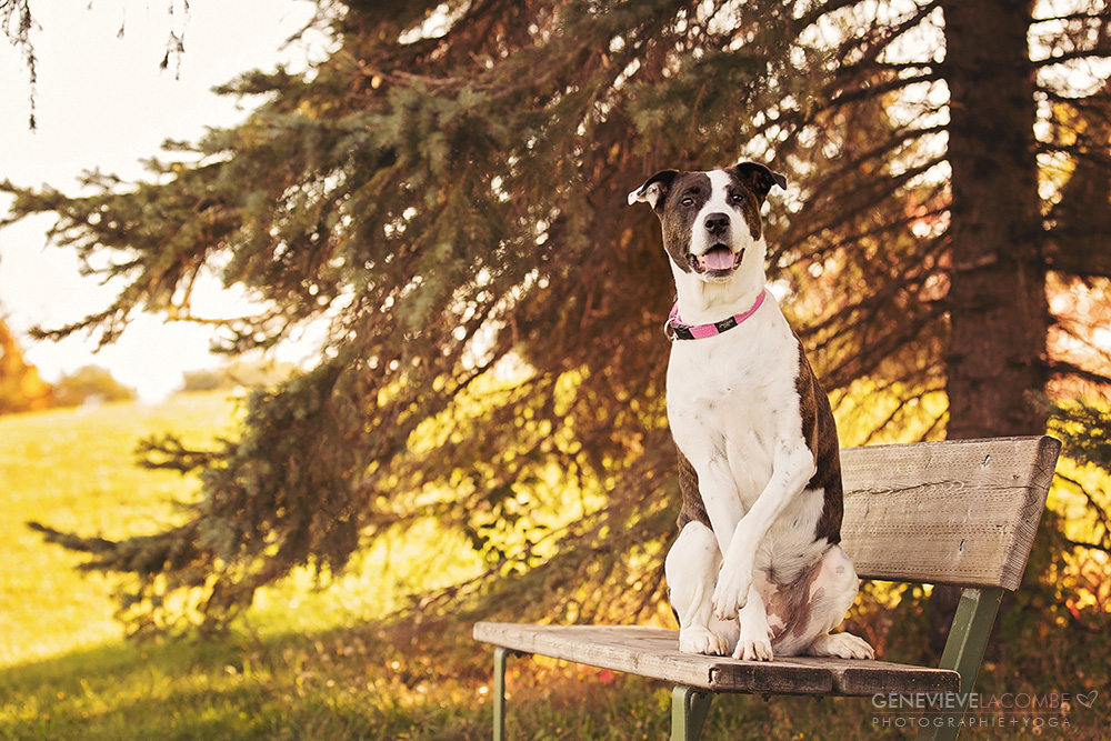 Photo chien Pitbull