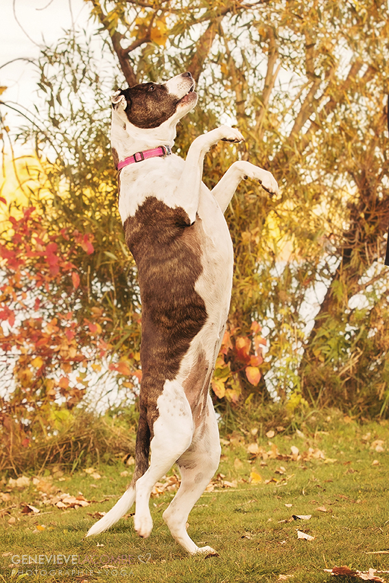 Photo chien Pitbull