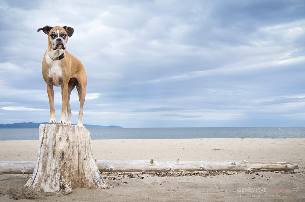Chien boxer à la plage