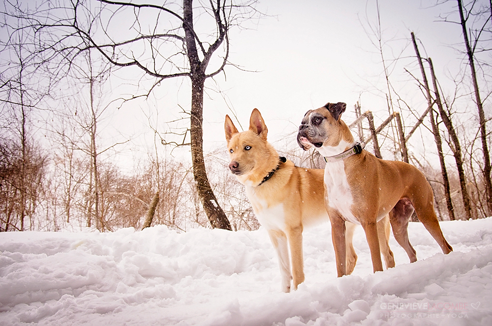 Photo de chiens en hiver