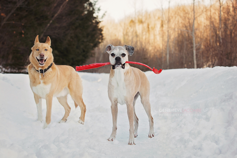Photos de chien boxer âgé en hiver