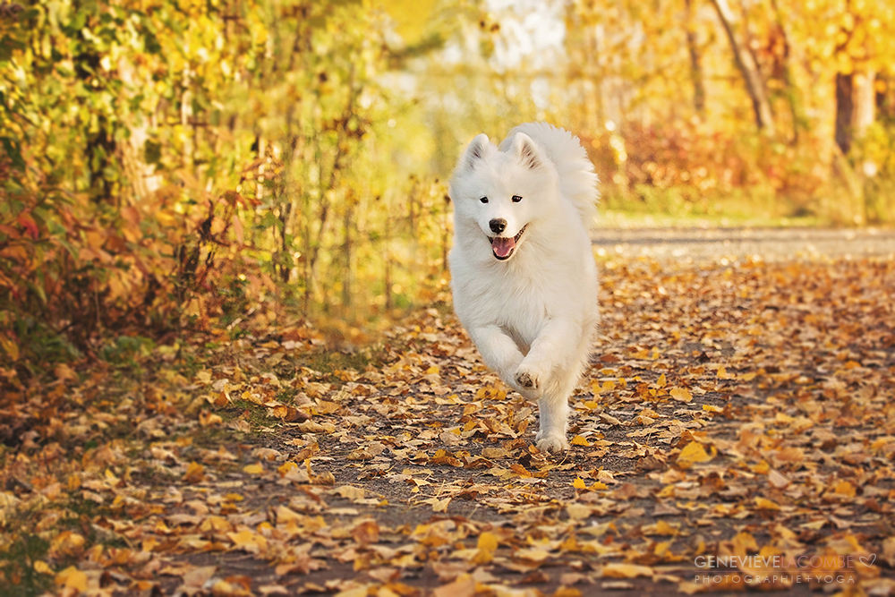 Photo de chien à l'automne