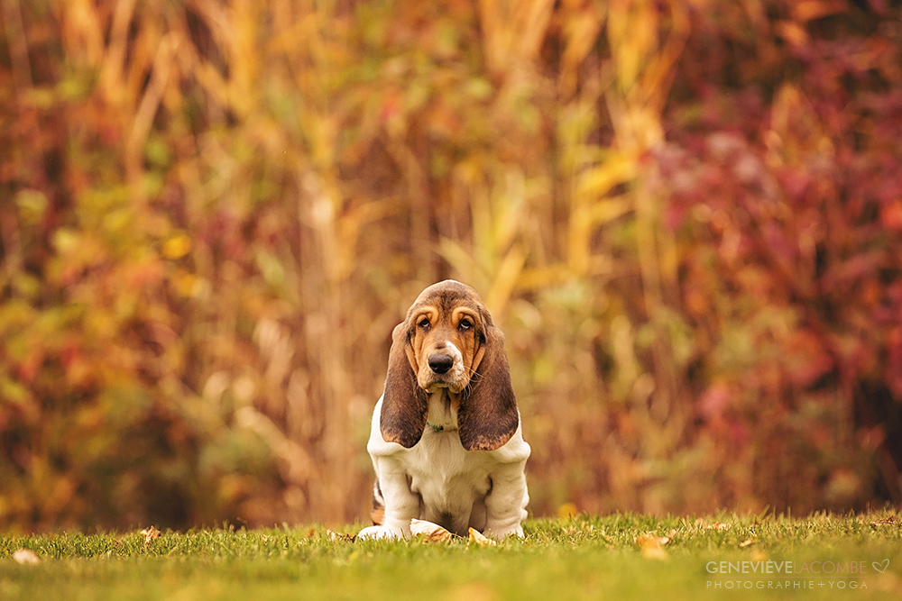 Photo chiot basset hound