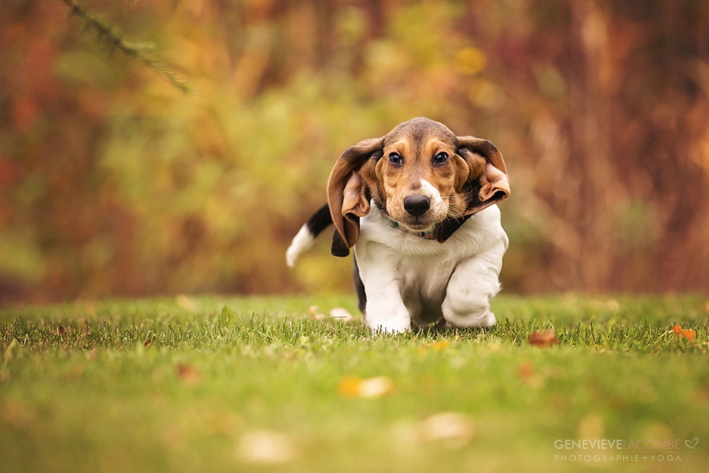 Photo chiot basset hound qui court