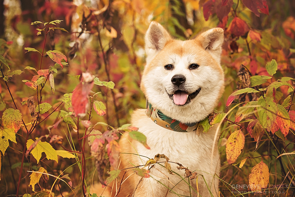 Photo chien akita inu à l'automne