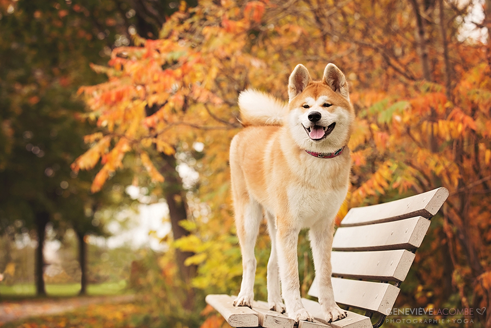 Photo chiot akita inu