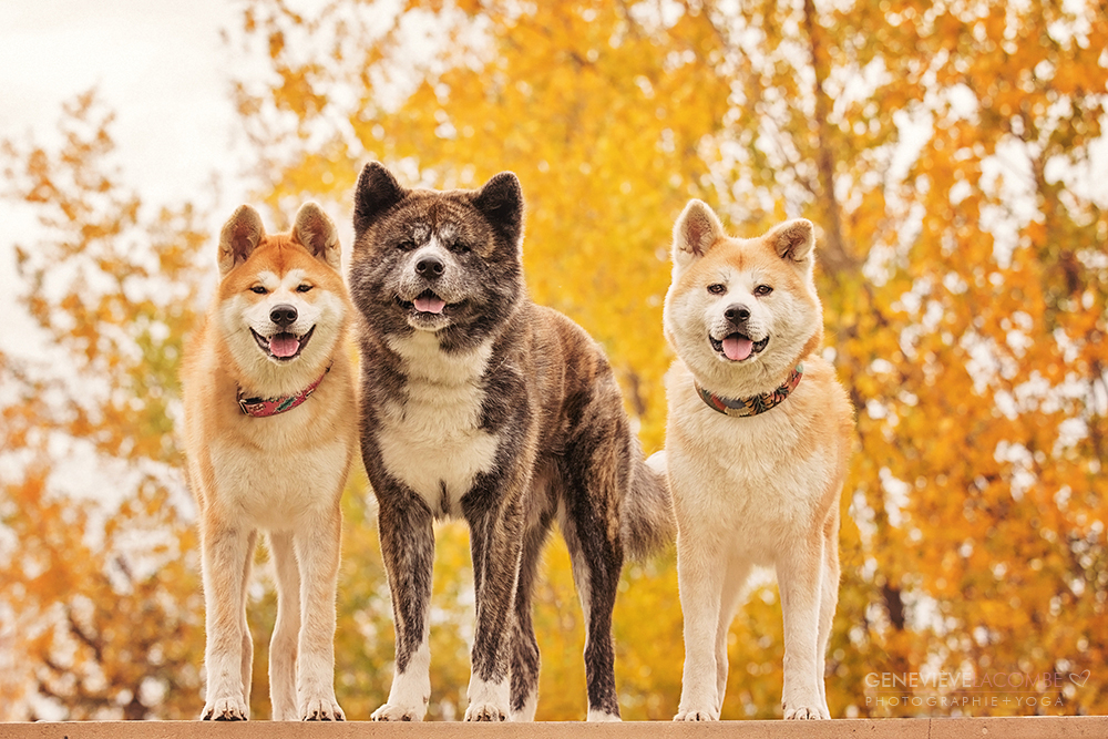 Photo famille chiens akita inu