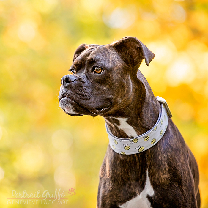 Photo chien boxer bringé