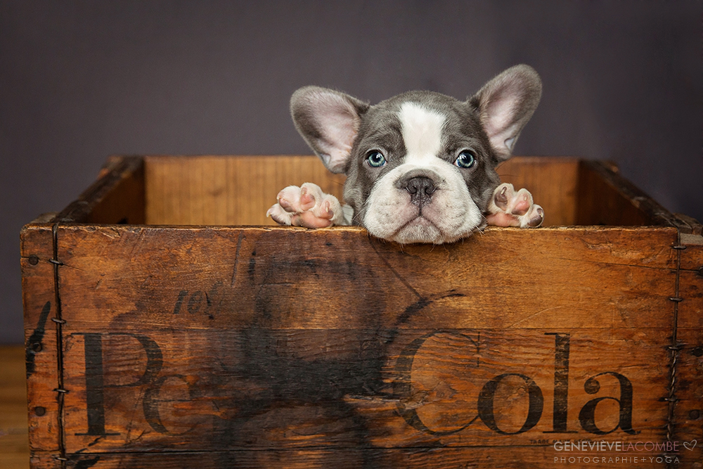 Chiot bulldog français