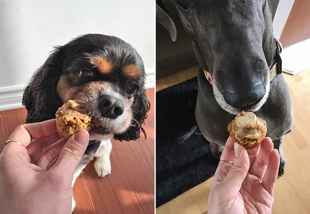 Chiens qui mangent des biscuits