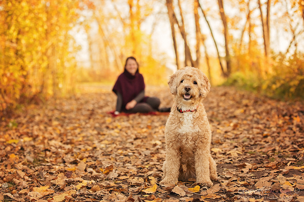 Petit goldendoodle à l'automne