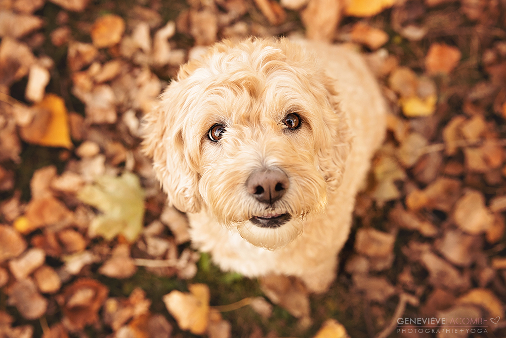 Portrait chien goldendoodle à l'automne