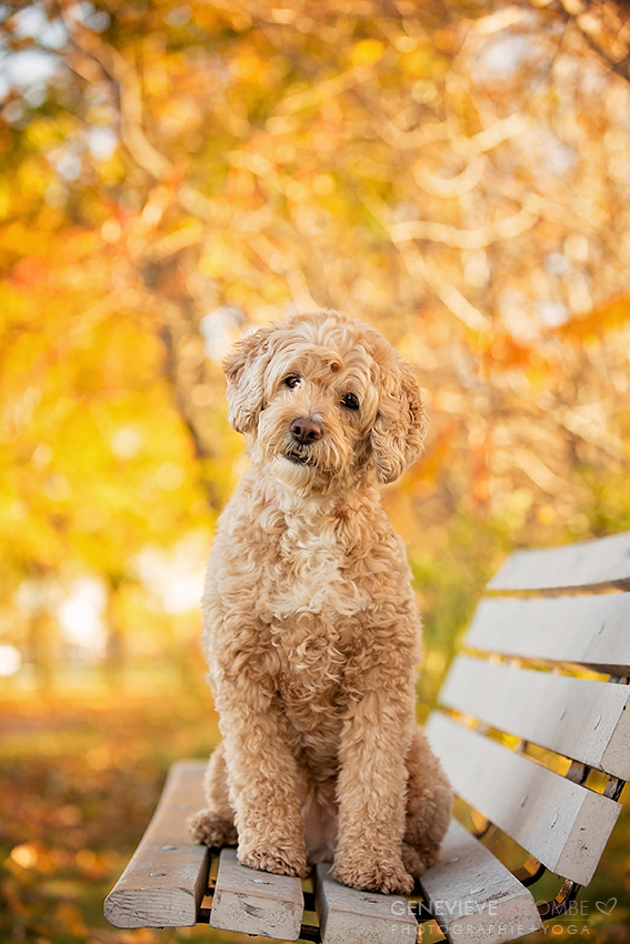 Chien goldendoodle sur un banc à l'automne