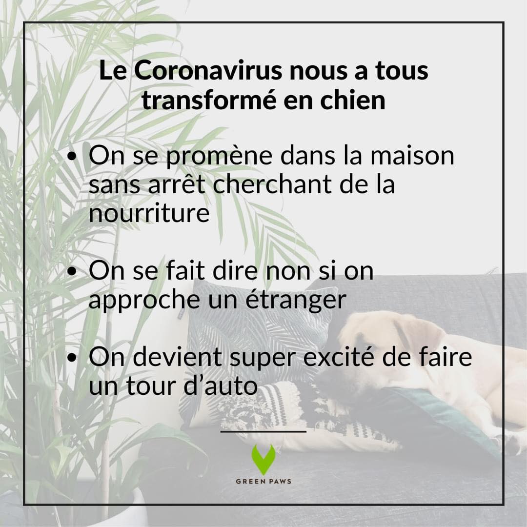 Blague chien et coronavirus
