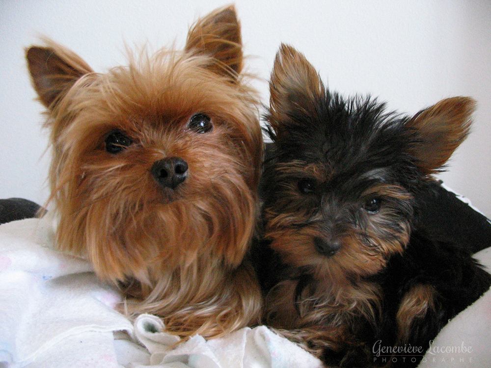 Chiens yorkshire chiot et adulte