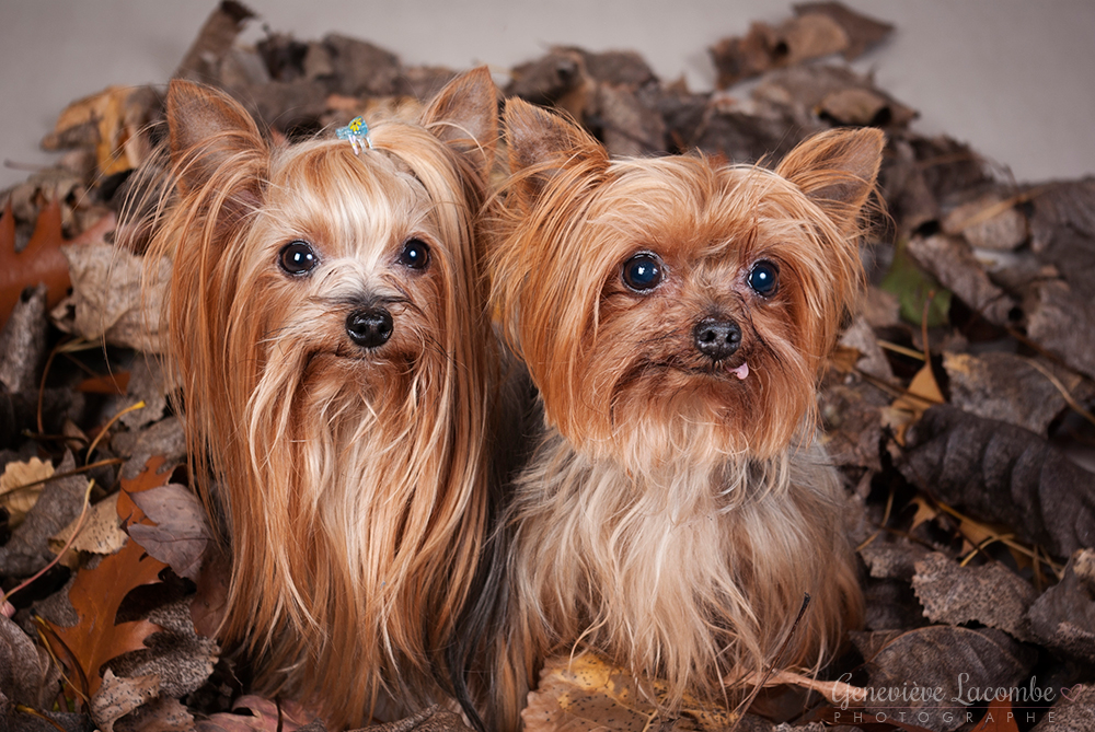 Deux chiens yorkshire à l'automne