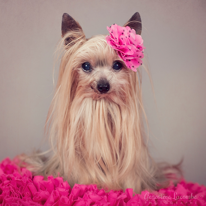 Portrait chien yorkshire femelle