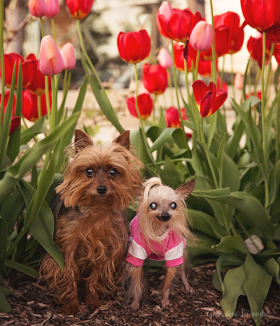 Chiens yorkshire dans les tulipes