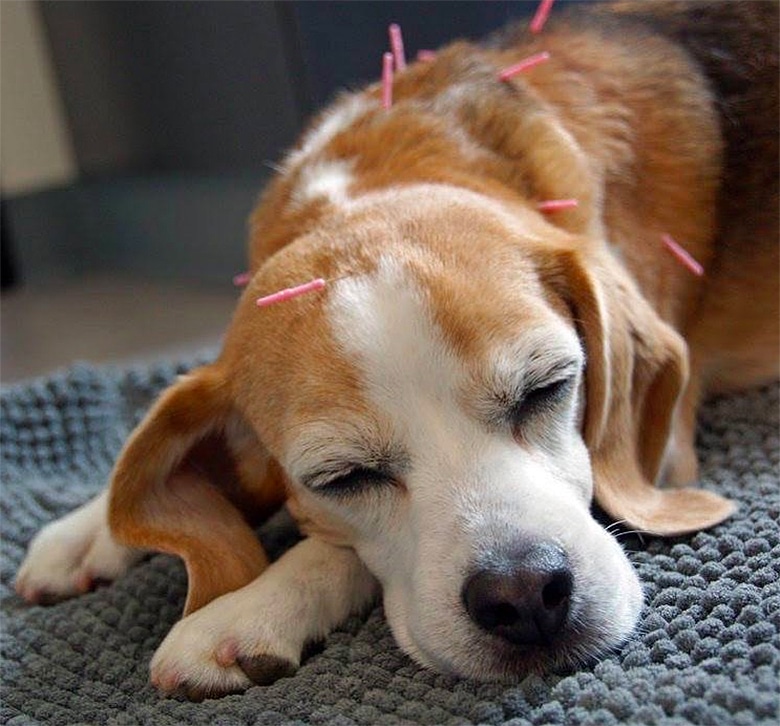 Soin acupuncture chien âgé