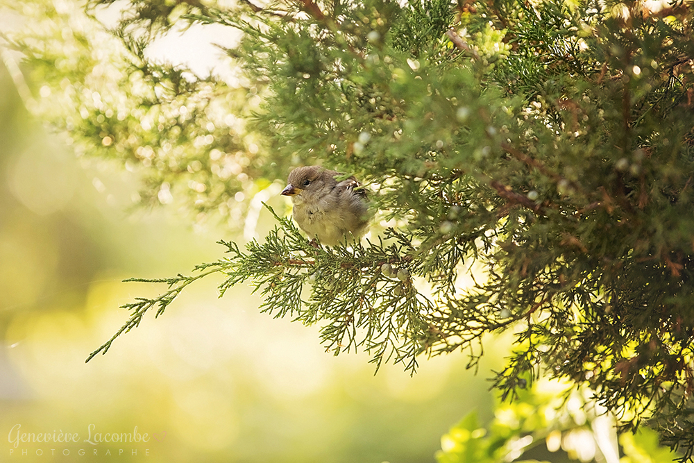 Oiseau femelle moineau domestique