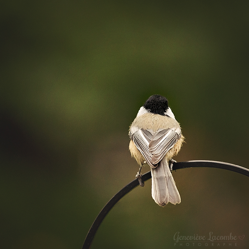 Mésange à tête noire vue de dos