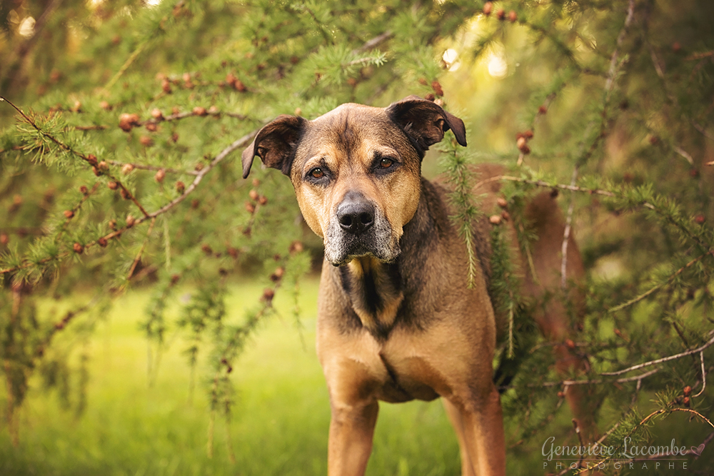 Chien âgé museau gris